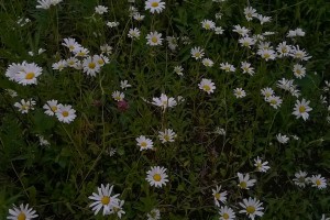 Kukkasia_3_20160621
